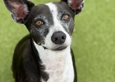 Senior Canine Comfort and How to Stop the Barking