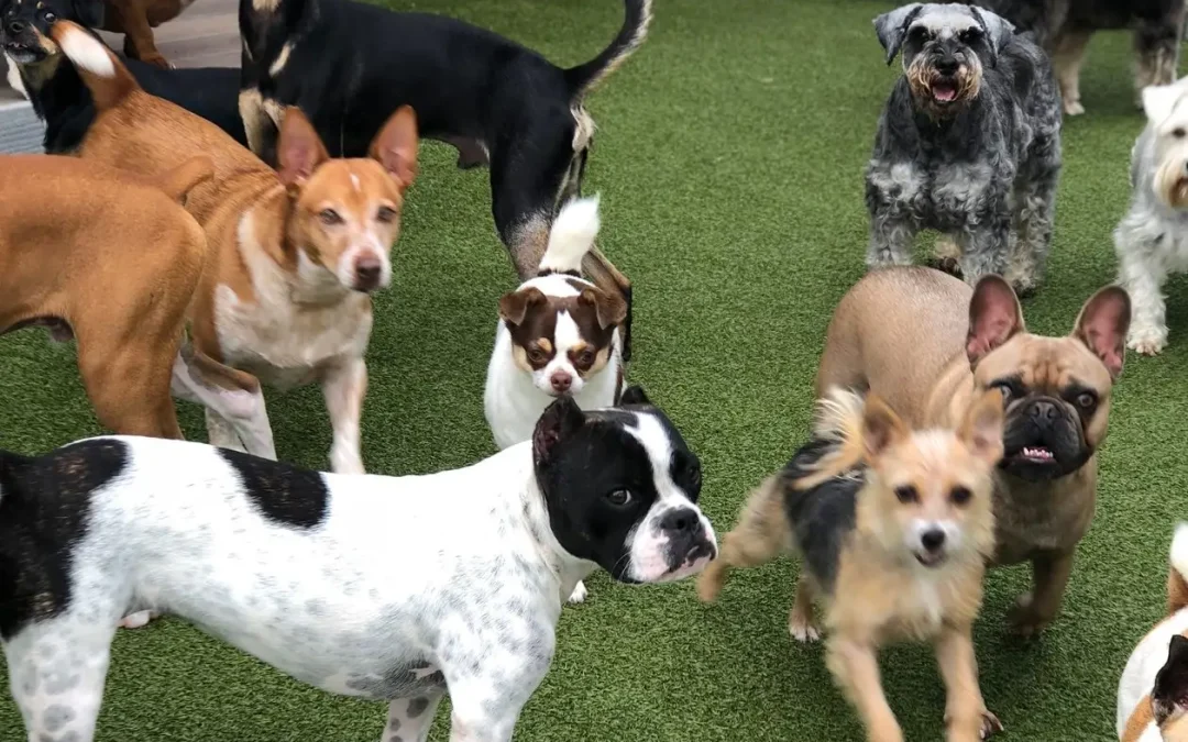Step-by-Step Guide to Socializing Puppy with Other Dogs