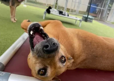 5 Ways to Know if Dog Boarding is Right for You