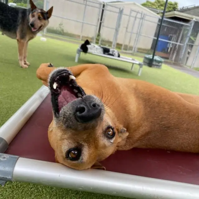5 Ways to Know if Dog Boarding is Right for You