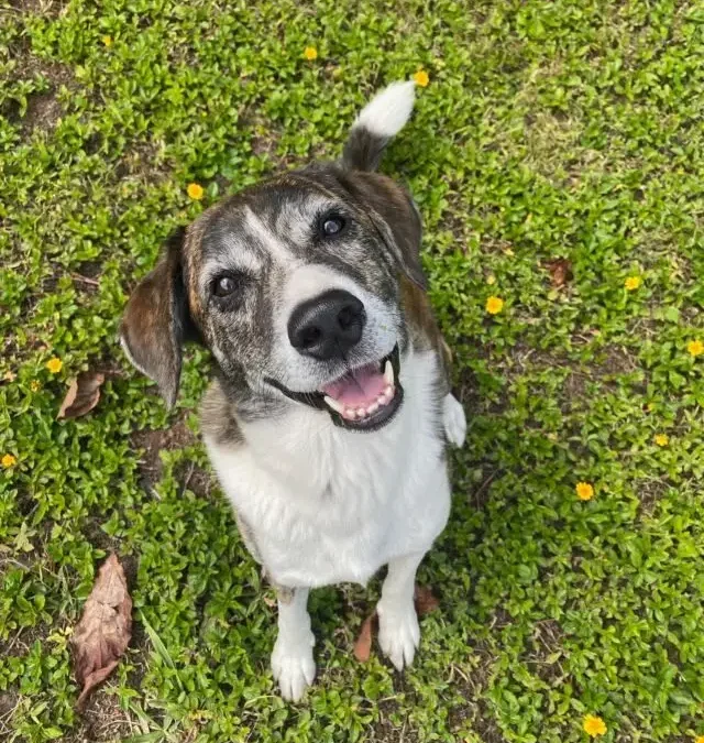 The Ultimate Guide to Dog Obedience Training