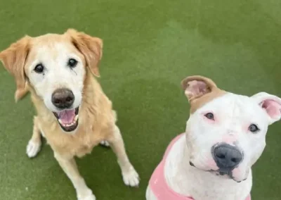 Beginner’s Guide to Dog Manners Training