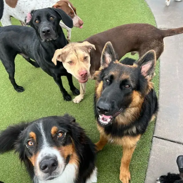 The Best Dog Boarding Near Me: What to Know