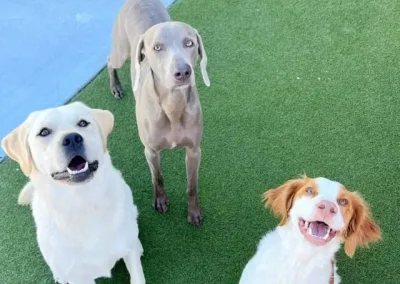 A Practical Guide to Socializing an Adult Dog