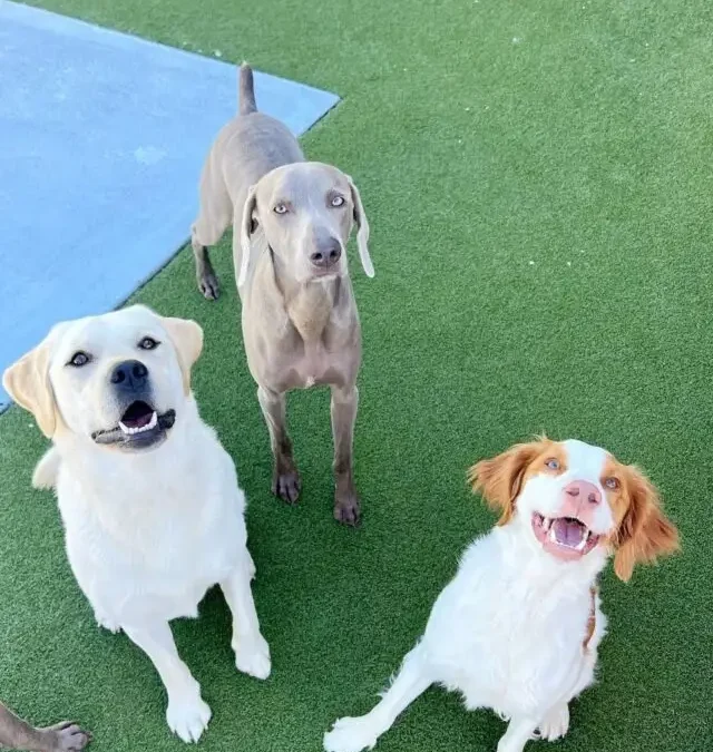 A Practical Guide to Socializing an Adult Dog