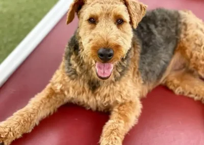 The Complete Guide to Dog Kennels for Anxious Dogs