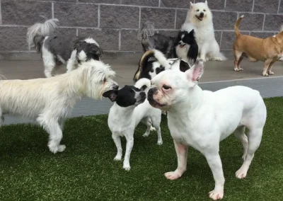 Ultimate Checklist for Socializing Dogs with Other Dogs