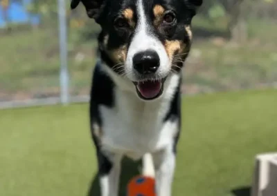Reliable Pet Boarding: How to Find the Best Option