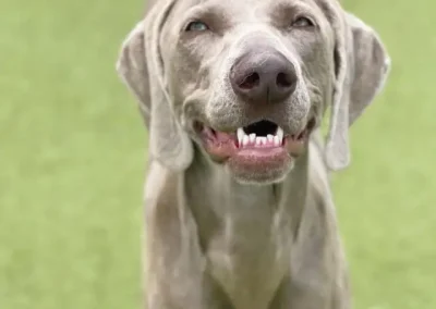 How to Stop Dog Growling: 7 Methods That Guarantee Results
