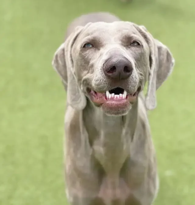 How to Stop Dog Growling: 7 Methods That Guarantee Results