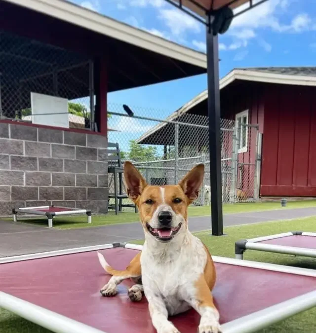 The Ultimate Guide to Teaching Your Puppy to Be Alone