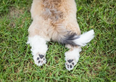 How to Trim Dog Paw Pads Safely: 5 Methods That Guarantee Results