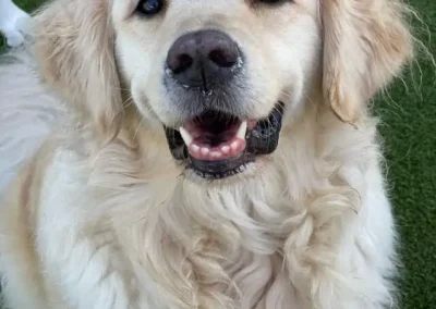 The Definitive Guide to Teaching Puppy Obedience Basics