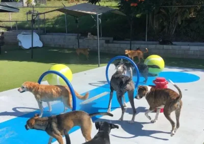 The Definitive Guide to Local Dog Training Classes