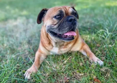 A – Z Guide to Quick Puppy Obedience Training