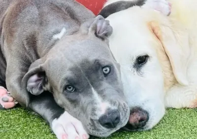 In Depth Guide to Fixing Dog Attachment Issues