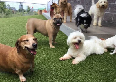 Everything You Need to Know About the Dog Boarding Meaning