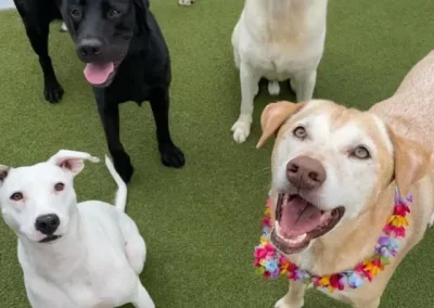 Why Island Pups Love Running Free in a Hawaii Dog Boarding Play Yard