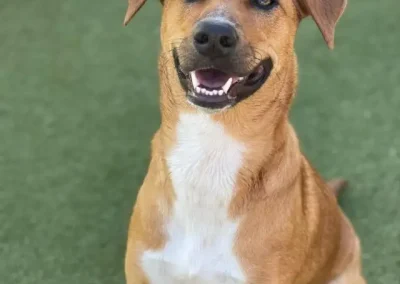 Master Hawaii Basic Obedience for Stress-Free Island Living
