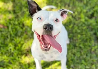 Find Adoptable Rescue Dogs: Big Island Rescue Dog 101