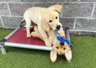 Teach Your Biting Pup Better Manners: A Step-by-Step Training Guide