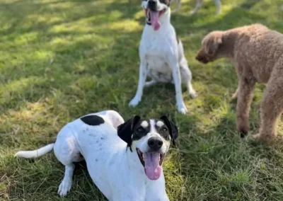 Master Outdoor Recall and Leash Manners Anywhere
