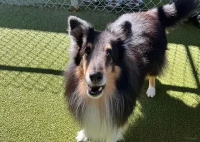A Comprehensive Guide to Finding a Suitable Dog Kennel