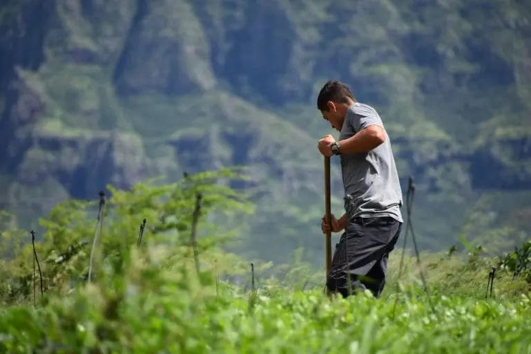 Strengthening Hawaiʻi’s Food Safety Net: The 2026 Advocacy Roadmap Preview