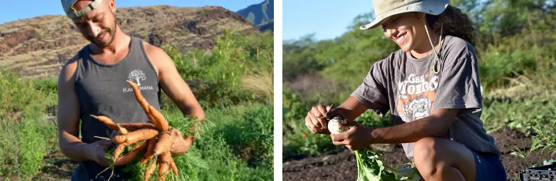 A farmer holds freshly harvested carrots from Kahumana Farms in WaianaeHarvesting daikon at Kahumana Farms