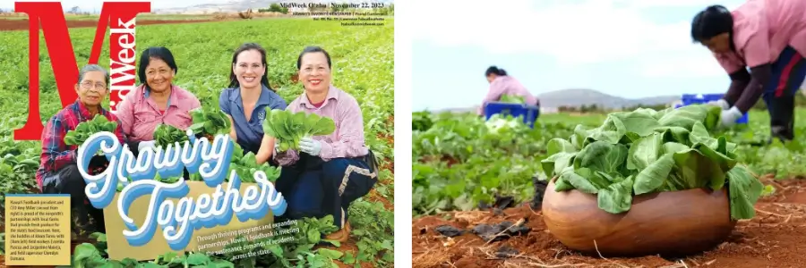 Hawaii Foodbank spotlighted on the cover of MidWeekAloun Farms field workers harvest fresh produce