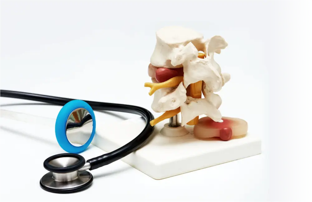 Spinal model with stethoscope on white background.