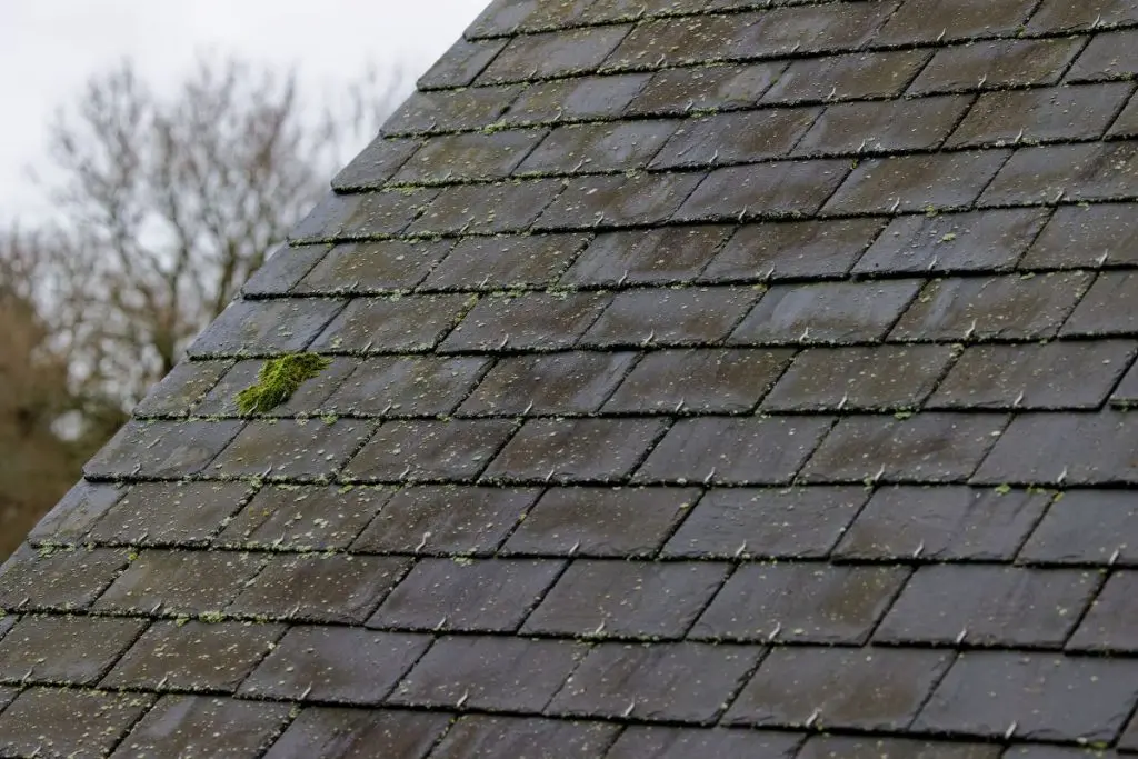 moss and algae on a roof