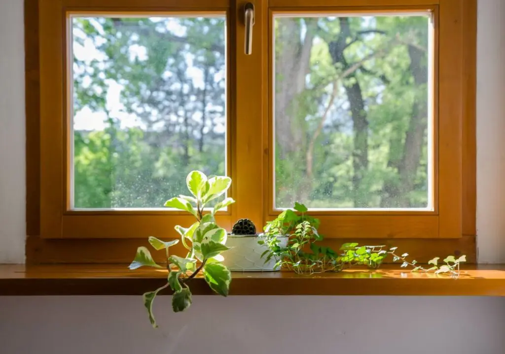 wooden windows and windowsill with a green plant