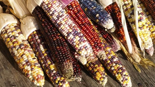 Hungry History Indian Corn A Fall Favorite E Hungry History Indian Corn A Fall Favorite E