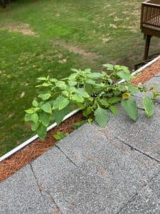 gutter-cleaning-queensbury