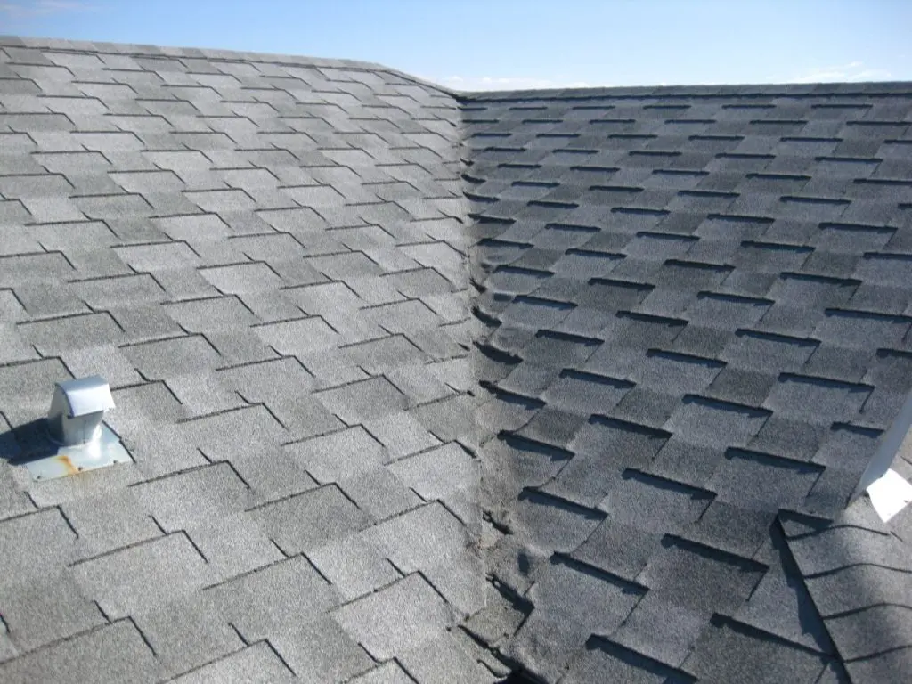 curly shingles 