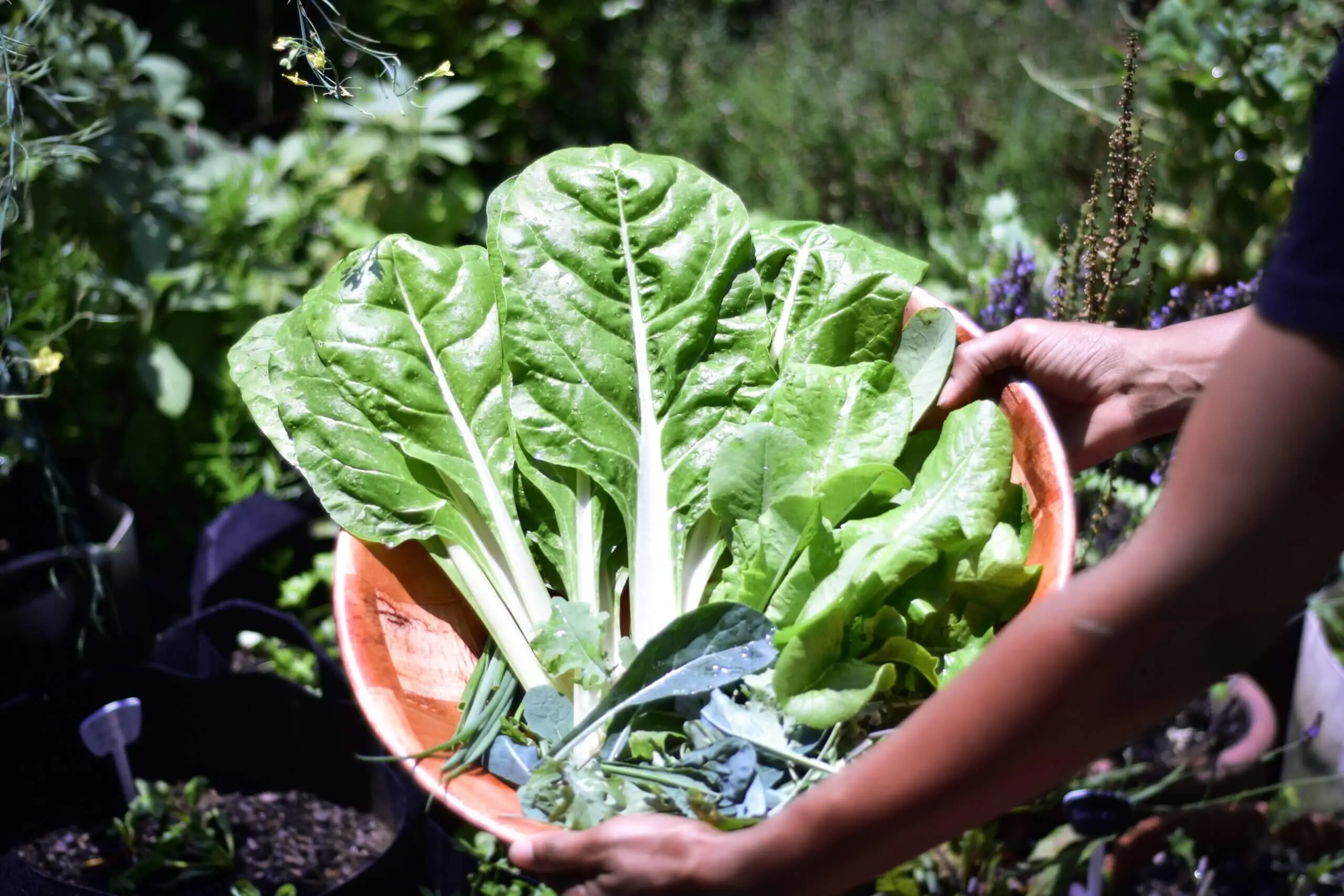 Top 5 Health Foods you Probably aren’t Eating