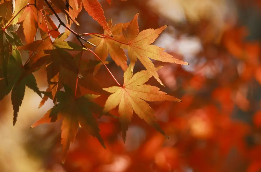 Fall Allergy Symptoms