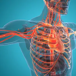 Vascular Analysis