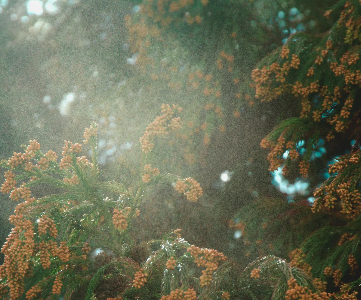 cedarpollenaustintx | BritLin Cleaning Cedar pollen plume in Austin TX