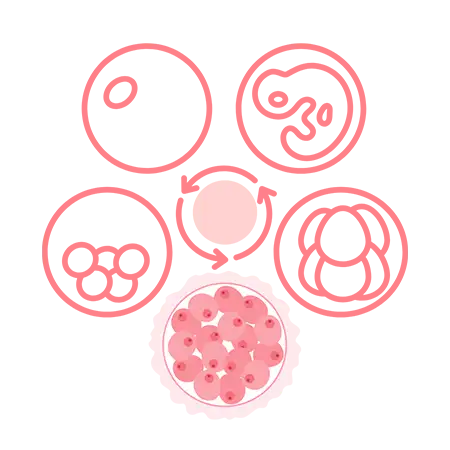 Embryo developments and PGT screening at NCCRM - North Carolina's IVF Specialists