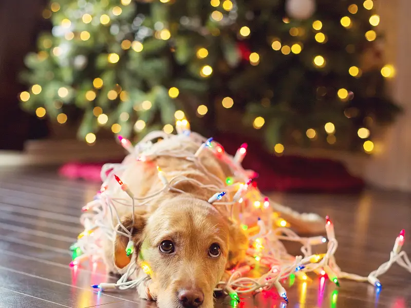 Easy Post-Holiday Cleanup