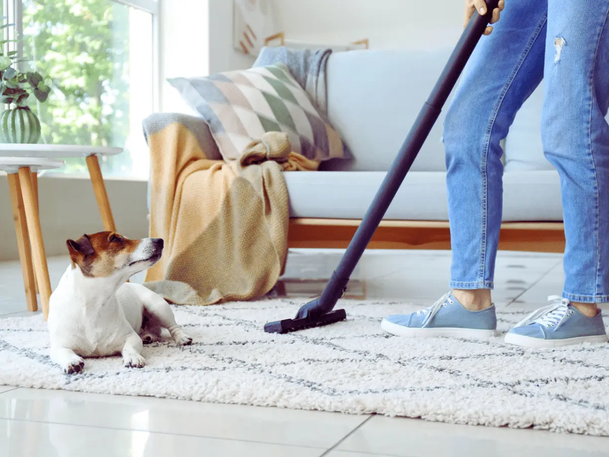 Dog-hair-carpet Dog looking up at owner while they vacuum carpet
