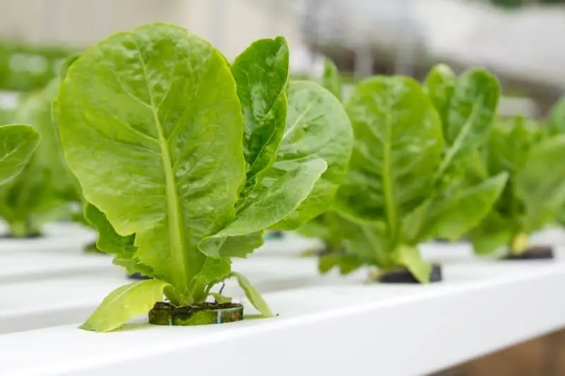 Turn A Shipping Container into a Year-Round Greenhouse