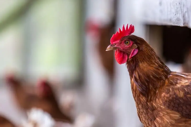 7 Reasons to Turn a Shipping Container into a Chicken Coop