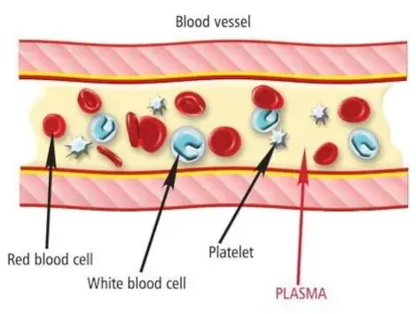 Platelet Rich Plasma (PRP) Treatment