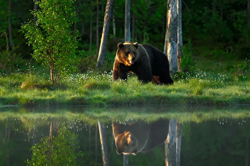 Keep Your Log Home Animal Free