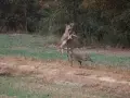 Deer on property