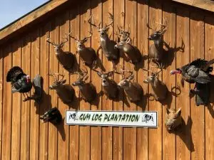 Multiple mounted deer heads and wild turkey mounts displayed on the wooden exterior wall of Gum Log Plantation's lodge in Abbeville, Georgia.