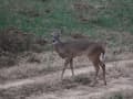 Deer on property